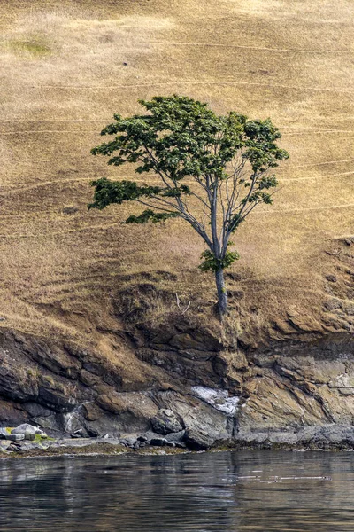 Litet träd vid stranden. — Stockfoto