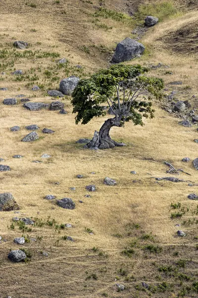Kleiner Baum am Hang eines Hügels. — Stockfoto