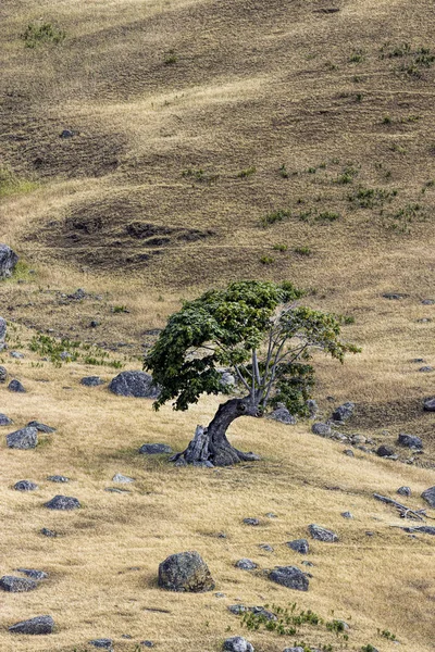 Formschöner kleiner Baum auf braunem Gras. — Stockfoto