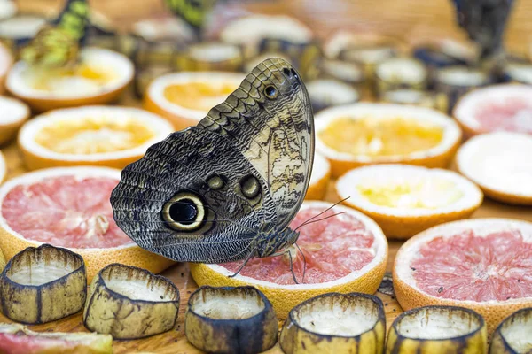 Motyl karmienia na owoce. — Zdjęcie stockowe