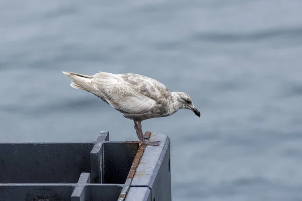 Alert seagull looks for food.