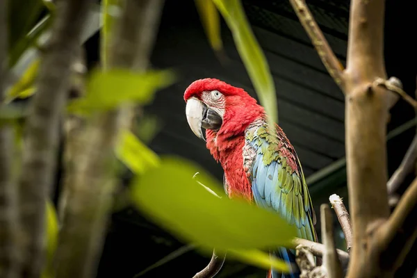 Papagaio colorido atrás de folhas . — Fotografia de Stock