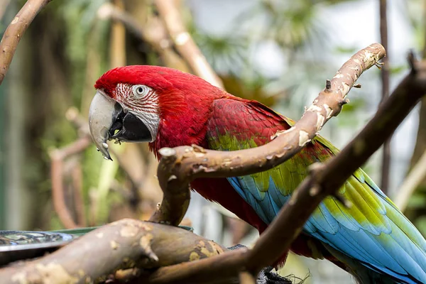 Close up of a vivid color parrot. — Stock Photo, Image