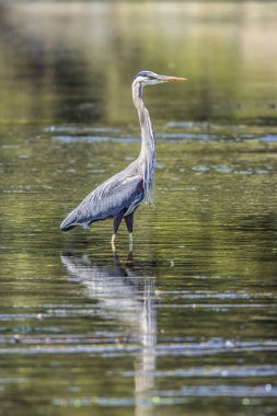 Heron ayakta su.