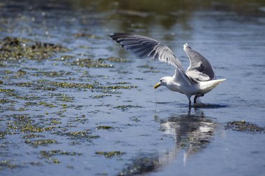 Martı sığ sularda toprakları.