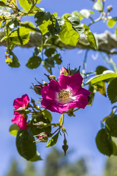 Primo piano di rose appese a una corda . — Foto Stock