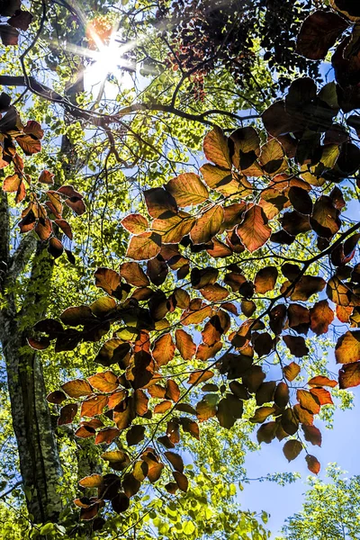 Las hojas de los árboles dejan que el sol brille . — Foto de Stock