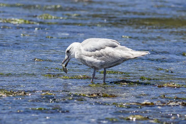 Seagull poluje na żywność w wodzie. — Zdjęcie stockowe