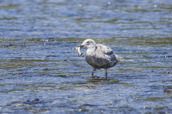 Seagull gromadzi jedzenie w płytkiej wodzie. — Zdjęcie stockowe