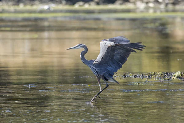 Heron flaps its wings. — Stock Photo, Image