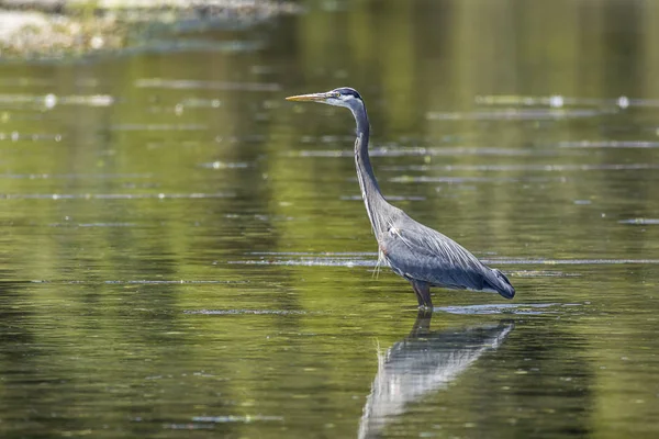 Heron álló nyugodt vízben. — Stock Fotó