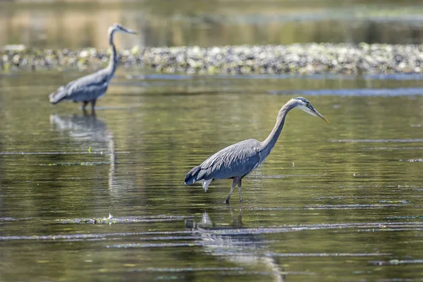 Herons in Esquimalt Bay. — Stock Photo, Image