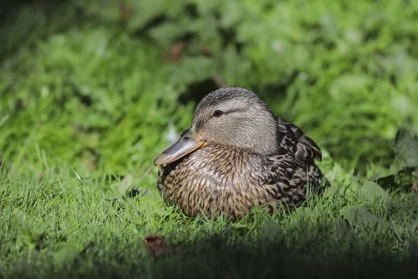 Pato real hembra acostado al sol . — Foto de Stock