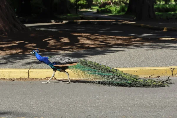 Peacock walks on the side of the road. — Stock Photo, Image