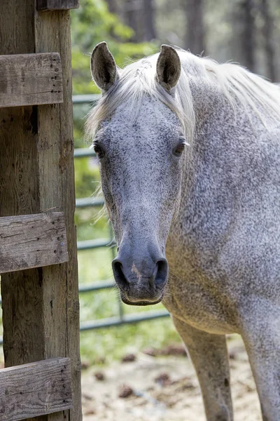 Närbild porträtt av en vit häst. — Stockfoto