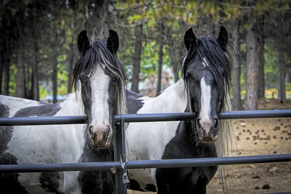 Due grandi cavalli da tiro alla recinzione . — Foto Stock