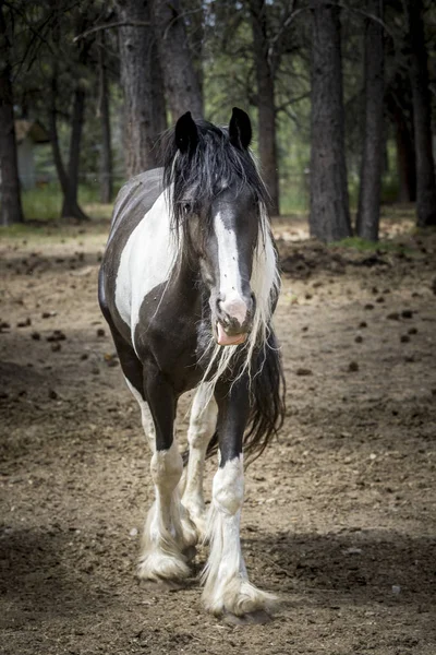 Draft Horse i ett fält. — Stockfoto