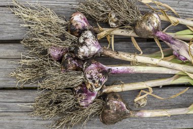 Taze topyekün sarımsak genel bakış.