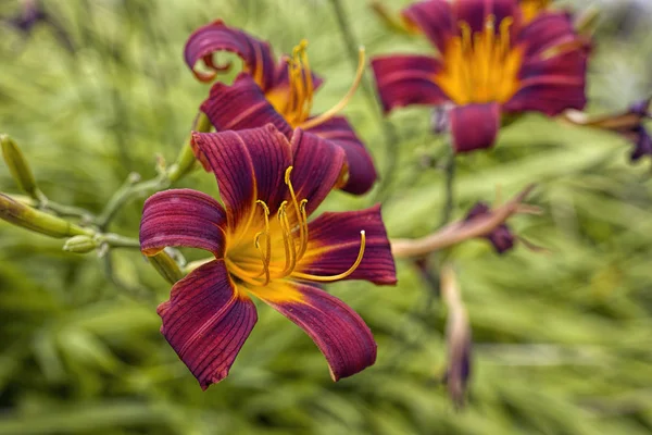 Close up of red and yellow lilies. — Stock Photo, Image