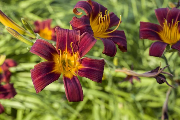Brightly lit lillies in a garden. — Stock Photo, Image