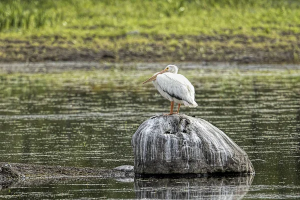 White Pelican on a rock. — Stock Photo, Image
