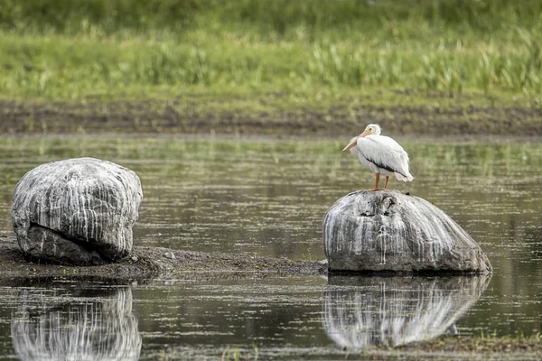 American Pelican perched on a rock. — Stock Photo, Image