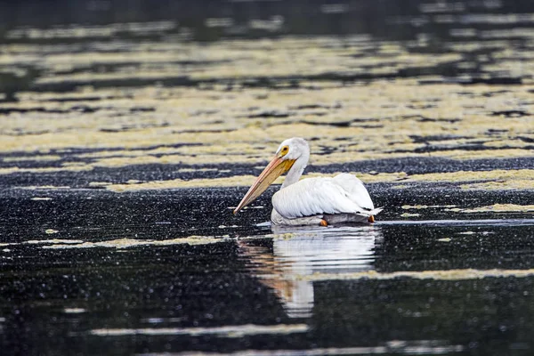 White pelican swimming in water. — Stock Photo, Image