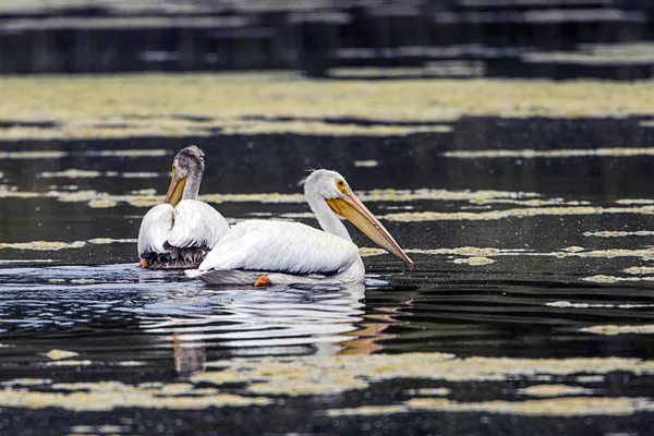 American pelicans in the water. — Stock Photo, Image