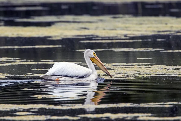 Beautiful pelican in the calm water. — Stock Photo, Image