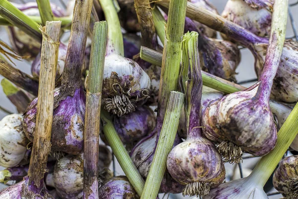 Vers gereinigde knoflook bollen. — Stockfoto