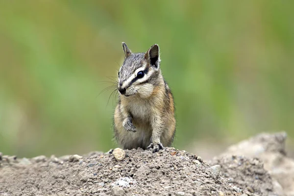 Chipmunk na špinavou mohylu. — Stock fotografie