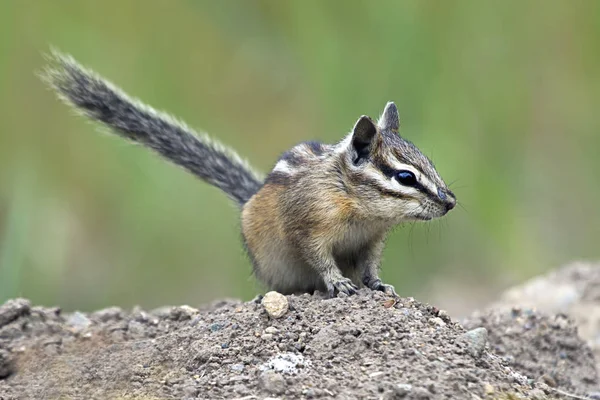 Chipmunk se dívá doleva. — Stock fotografie