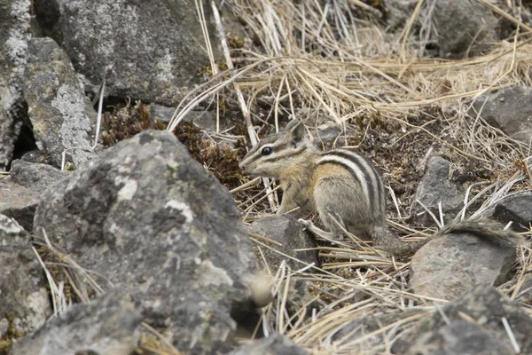 Chipmunk tussen de rotsen. — Stockfoto