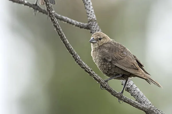 Lindo gorrión encaramado en una rama de árbol . — Foto de Stock