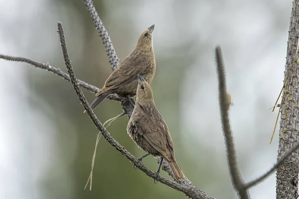 Sparrows chilrear em uma árvore . — Fotografia de Stock