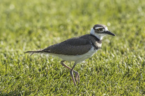 Killdeer Bird wandelen op het gras. — Stockfoto