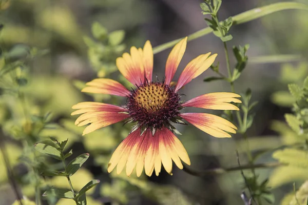 Red and yellow coneflower in a garden. — Stock Photo, Image