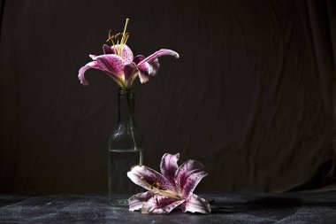 Mor zambakdramatik stüdyo fotoğrafı.