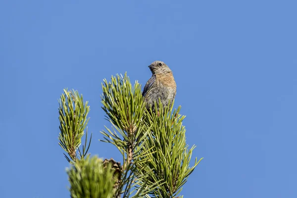 Female western Bluebird on a tree. — Stock Photo, Image