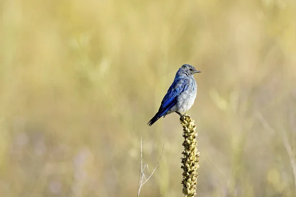 Mały górski Bluebird na roślinę. — Zdjęcie stockowe