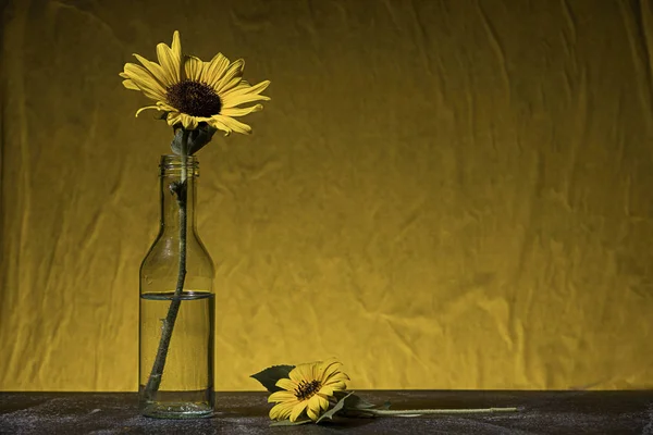 Studiová fotka slunečnic. — Stock fotografie