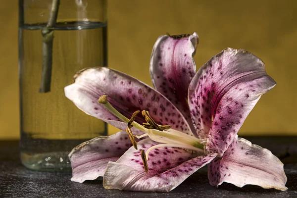 Makro foto av en lilja bredvid en vas. — Stockfoto