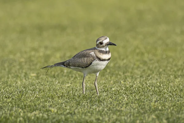 Bir killdeer gelen sevimli bir görünüm. — Stok fotoğraf