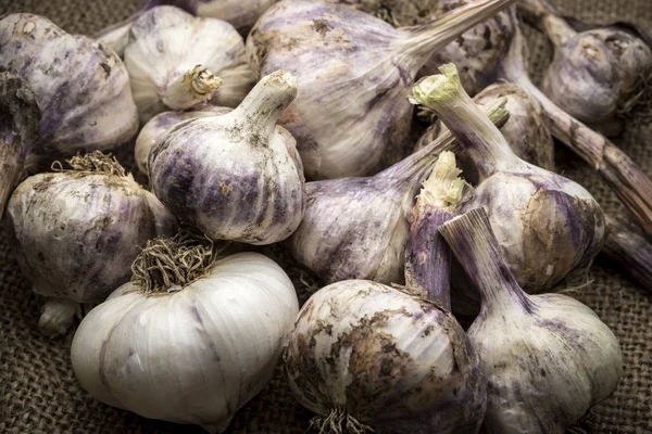 Perto de bulbos de alho. — Fotografia de Stock