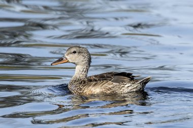 suda yüzen kadın yeşilbaş.