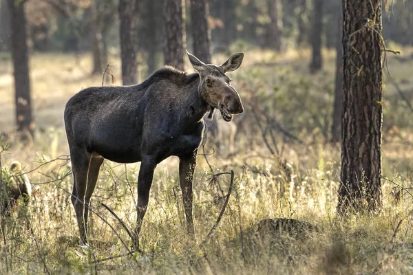 Female moose chews on a plant. — Stock Photo, Image