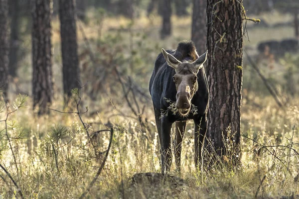 Moose pojí některé rostliny. — Stock fotografie