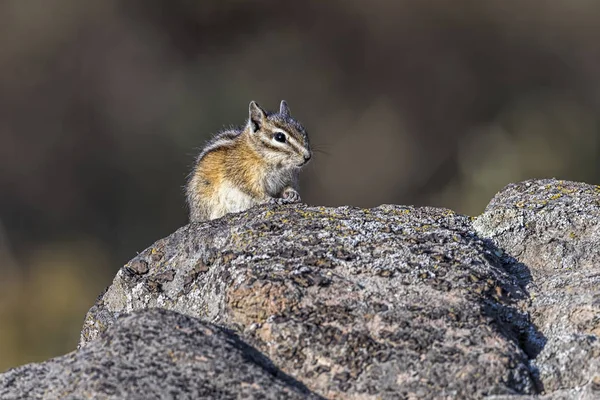 Niedliches Streifenhörnchen auf einem Felsen. — Stockfoto