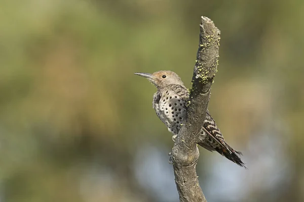 Northern flicker on a branch. — Stock Photo, Image