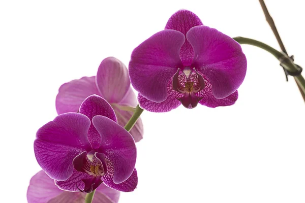 Piuttosto orchidea viola con sfondo bianco . — Foto Stock
